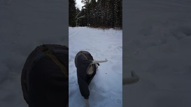 Собака и барсук смотреть онлайн