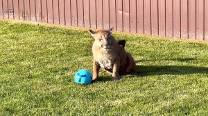 Мокрый котик. Пума Месси и его сальто на траве