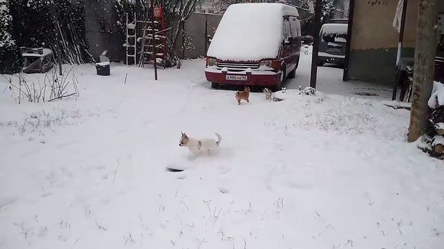 гуляем по снегу СИМФЕРОПОЛЬ Кастропуло Крым чихуахуа