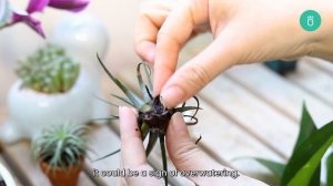 BEST TIPS | HOW TO SAVE YOUR UNDERWATERED AND OVERWATERED AIR PLANTS | TILLANDSIA CARE GUIDE