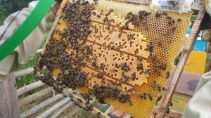 Трутовка, способы борьбы, пытаемся исправить положение.