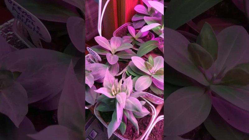 Эффективная подкормка эустомы. Лучшее удобрение для эустомы.