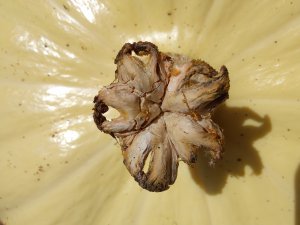 8. Учусь выращивать Гигантскую Тыкву. Atlantic Giant 2023 г