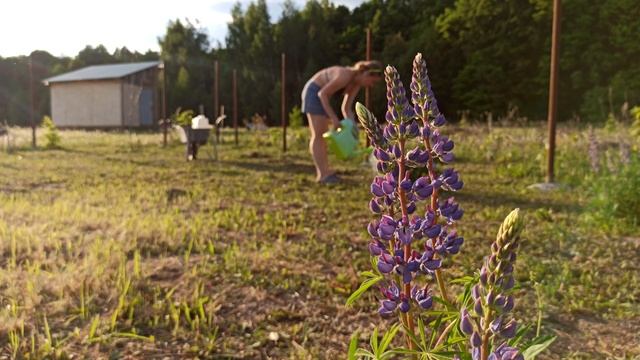 Строим конюшню на участке своими руками. Часть 1