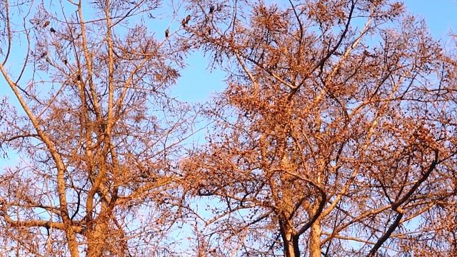 Благославенная Оптина Пустынь смотреть онлайн