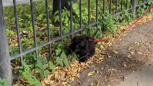 влог: поездка на поезде и первый день в Питере | спб, еда и путешествие с собакой
