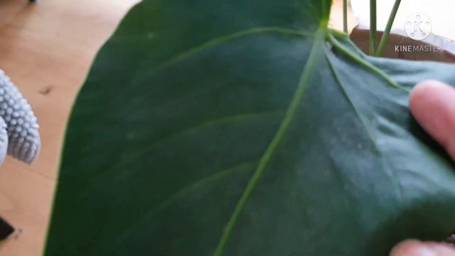 ANTHURIUM LEAVES TURNED YELLOW: WHAT TO DO WITH IT | ROSENKALLA GULA BLAD | ROSENKALLA SKÖTSEL смотреть онлайн