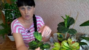 АНАПА Мои любимые хойи // Советы по уходу за хойями