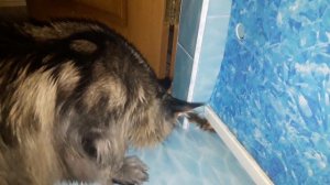БЕНГАЛЬСКАЯ КОШКА ИГРАЕТ С ВОДОЙ