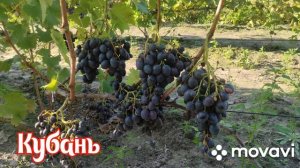 Виноград Кубань