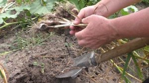 Результат посадки Чеснока Целыми Головками ✅ Стоит ли сажать чеснок головками ✅