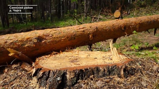 ВЫРУБКА ВЕКОВОГО ЛЕСА В САЯНСКОМ РАЙОНЕ смотреть онлайн