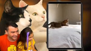 СМЕШНЫЕ КОТЫ и СОБАКИ идут В ШКОЛУ! НЕ УЛЫБНИСЬ и НЕ ЗАСМЕЙСЯ ЧЕЛЛЕНДЖ Funny Cats Реакции Валеришка