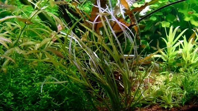 Pogostemon Stellatus Octopus  (low Tech Növénykalauz)