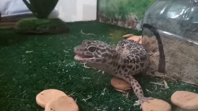 Ящерка облизывается! смотреть онлайн