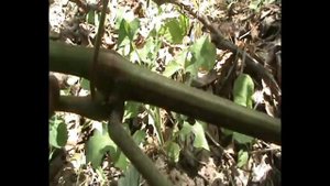 начало цветения винограда 2022.Формирование плодового звена за один год.