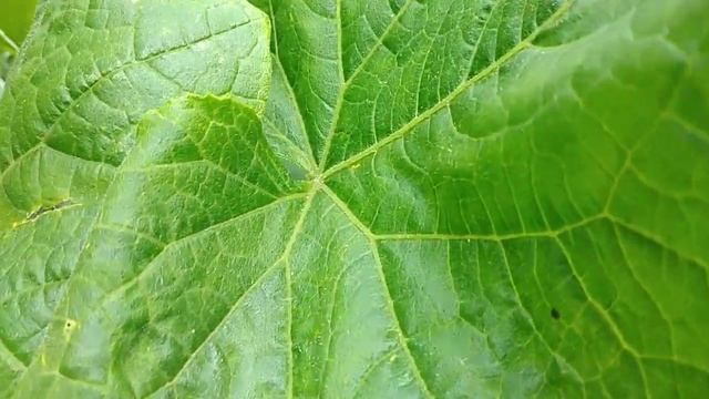 Моя мечта. Обзор на огурцы хрустящая грядка F1. смотреть онлайн