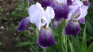 Ирисы цветут по королевски.
