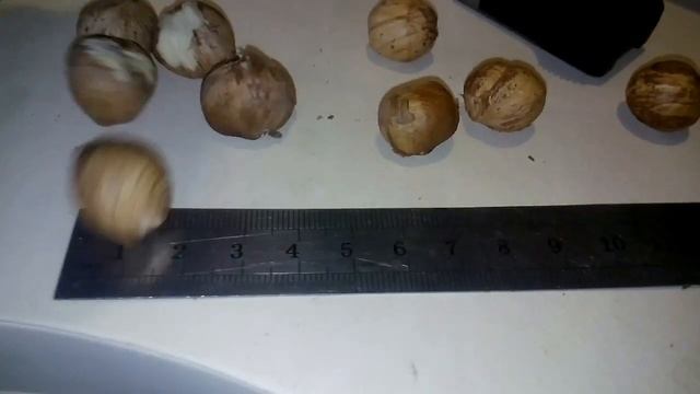 сорт Николь обзор ореха. смотреть онлайн