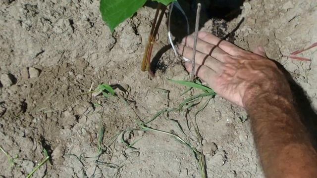Размножение винограда воздушной отводкой. смотреть онлайн