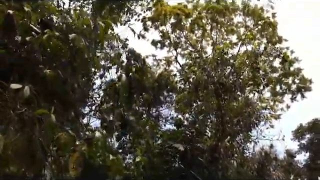 Exploring the national park of Meru betiri on east java - Indonesia смотреть онлайн