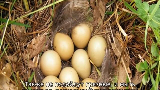 Яйца фазана смотреть онлайн
