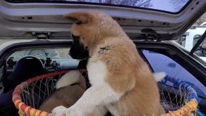Собачий рынок Одесса. Разные породы собак. ТОП 5 Пород Собак. Староконный Рынок