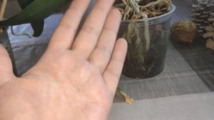 #Орхидеи с проблемами. после обработок от фузариоза и пятнистости на листьях - что с ними сегодня 🤔