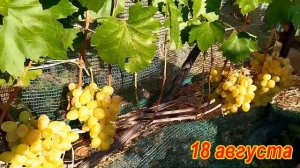 Сорт винограда Лора (Флора) Качество опыления и урожай