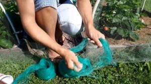 Защита урожая клубники от птиц.