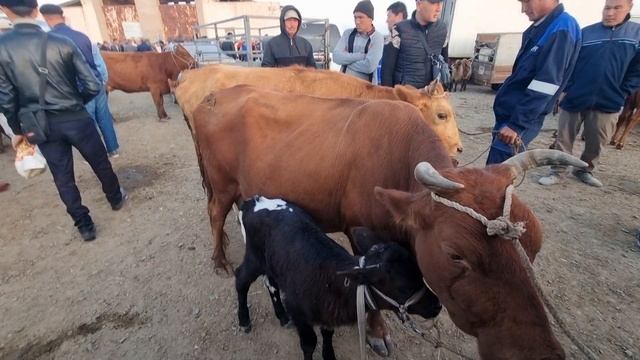 8-ОКТЯБРЬ 2023/ХОЖЕЛИ МАЛ БАЗАРЫ/СКОТНЫЙ РЫНОК/BUQALAR/BIG BULLS IN THE WORLD/BIG COW/РЕКОРД БЫК