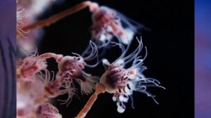 "Тип Кишечнополостные", Биология 7 класс, Сивоглазов