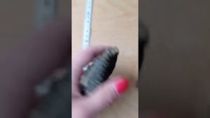 Аммониты, Окаменелости с Верхневолжья , древние камни с ракушками