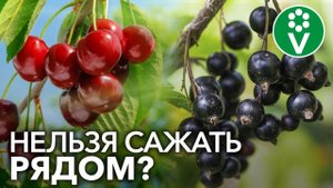 НЕ САЖАЙТЕ ЭТИ САДОВЫЕ КУЛЬТУРЫ РЯДОМ! О совместимости плодовых деревьев
