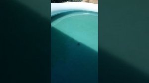 Обработка бассейна эффектом Юткина. Победа над цветением воды!!!