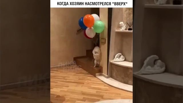 Собачка летает на воздушных шариках