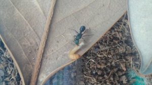 Rhytidoponera metallica. Зелёноголовый муравей.Муравей Металлика.