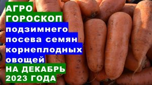 Агрогороскоп посева корнеплодных овощей в декабре 2023 When to sow root vegetables in December 2023