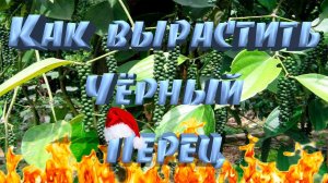 Как вырастить черный перец.