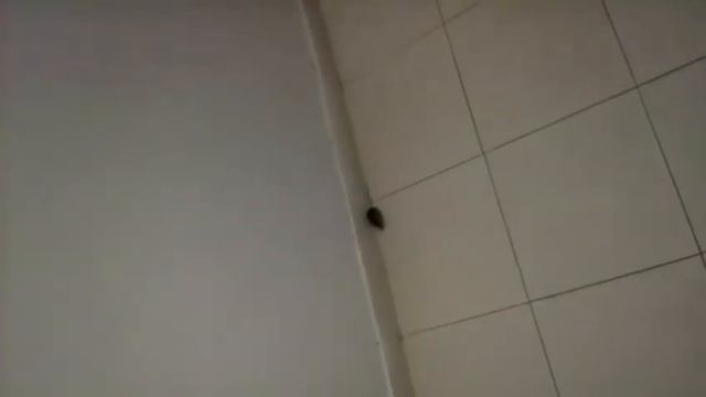 В подъезде бегают мыши смотреть онлайн