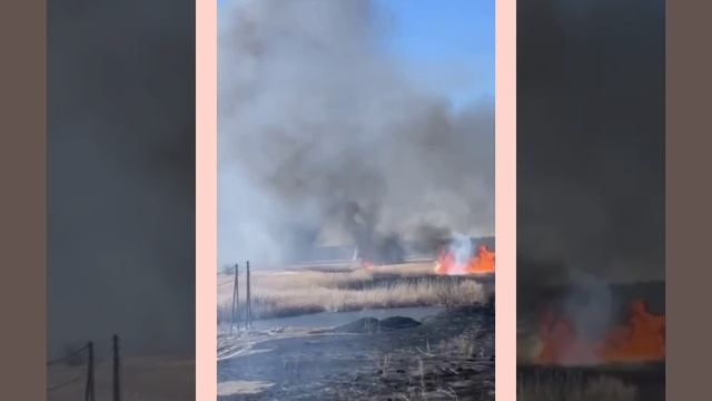 Ростовская область: в пригороде Таганрога на большой площади горит камыш. Пожарные уже прибыли. ?