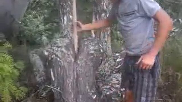 Вообще ржака, дерево похожа на жопу смотреть онлайн