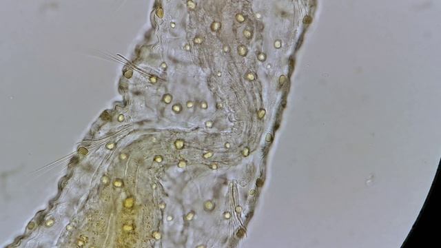 Aelosoma - малощетинковый червь