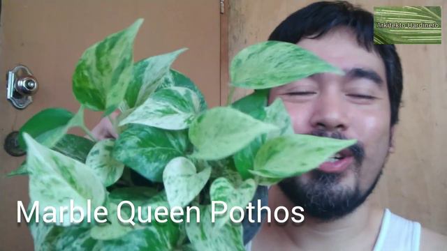 RANKING MY MOST FAVORITE POTHOS! Njoy Marble Queen Pothos Manjula Sleeping Pothos | Money Plant Car смотреть онлайн