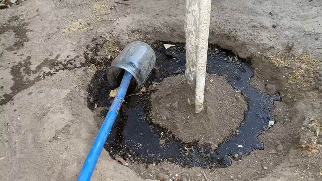 Пять моих секретов выращивания богатого урожая косточковых -   абрикоса и вишни в 2020 году