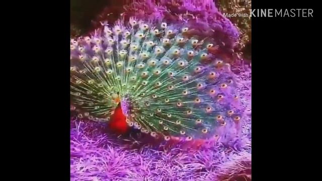 Чудо природы смотреть онлайн