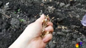 Календула. Как посадить у себя на участке.