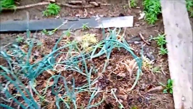 Моя первая зелень на салат   14 смотреть онлайн