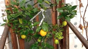 апельсин Королек батумский поспел