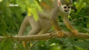 Удивительная природа.Амазония